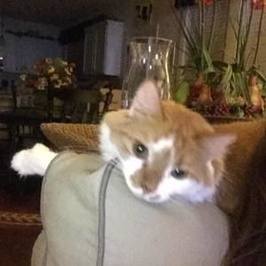 Meet your Posher, Hemingway hadley